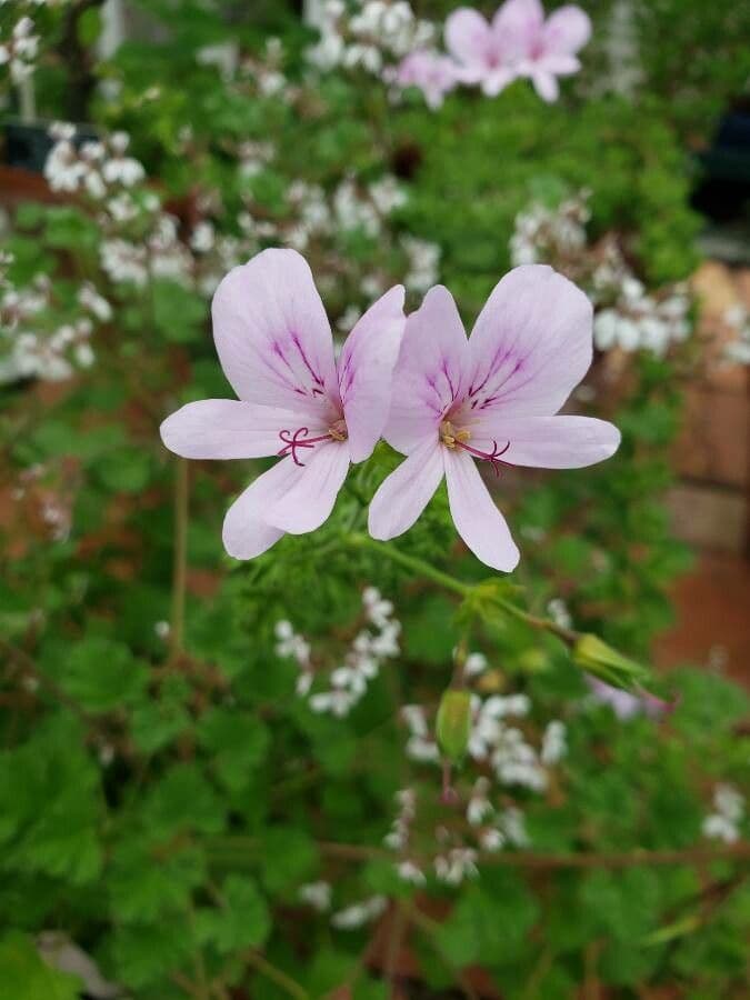 Geranium