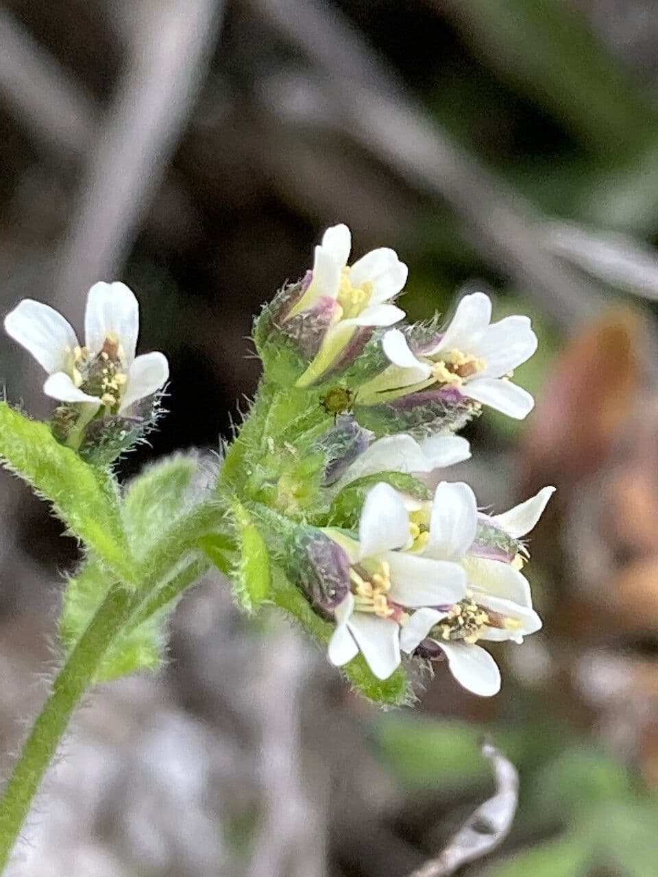 Draba 10