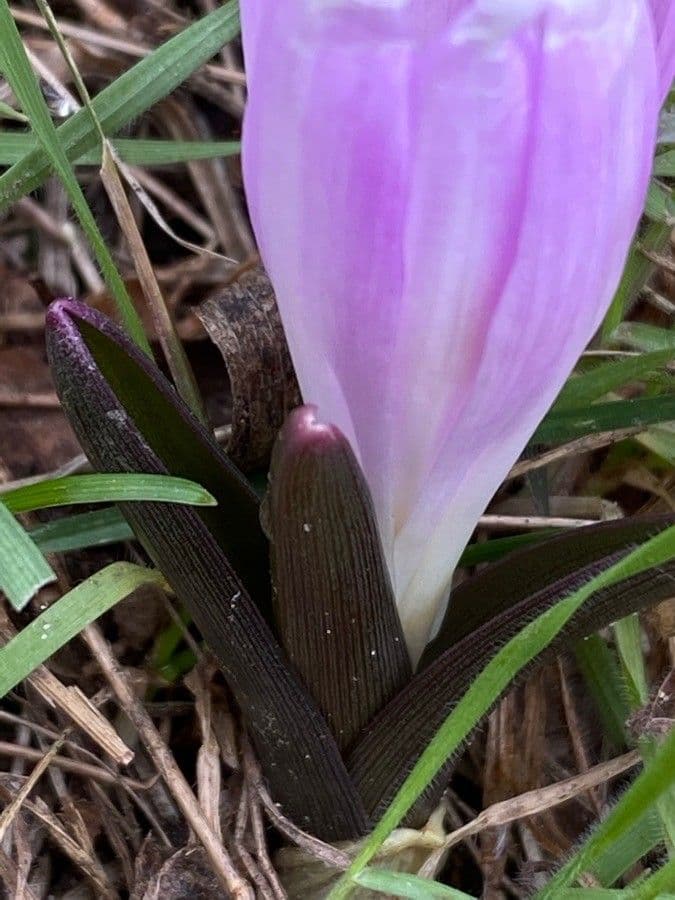 Frühlingsknotenblume 16