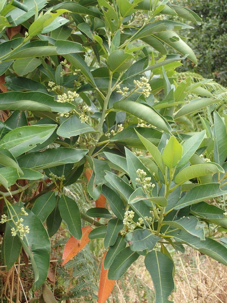 Persea 6