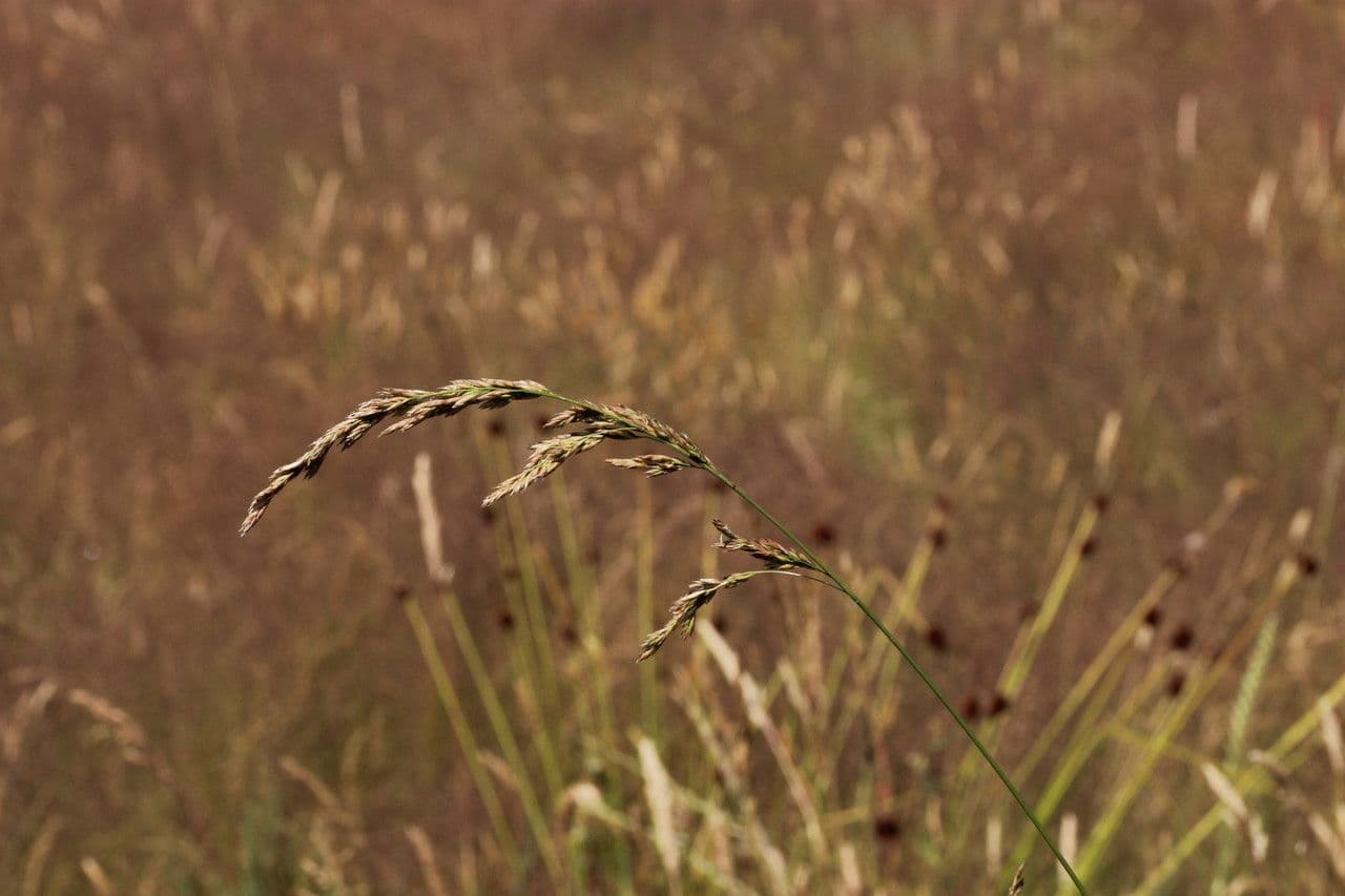 Festuca falascona 6