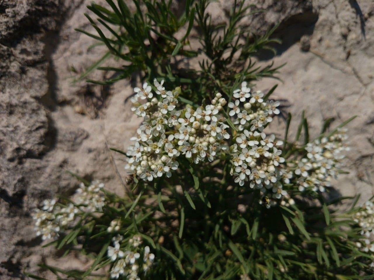 Lepenec 6