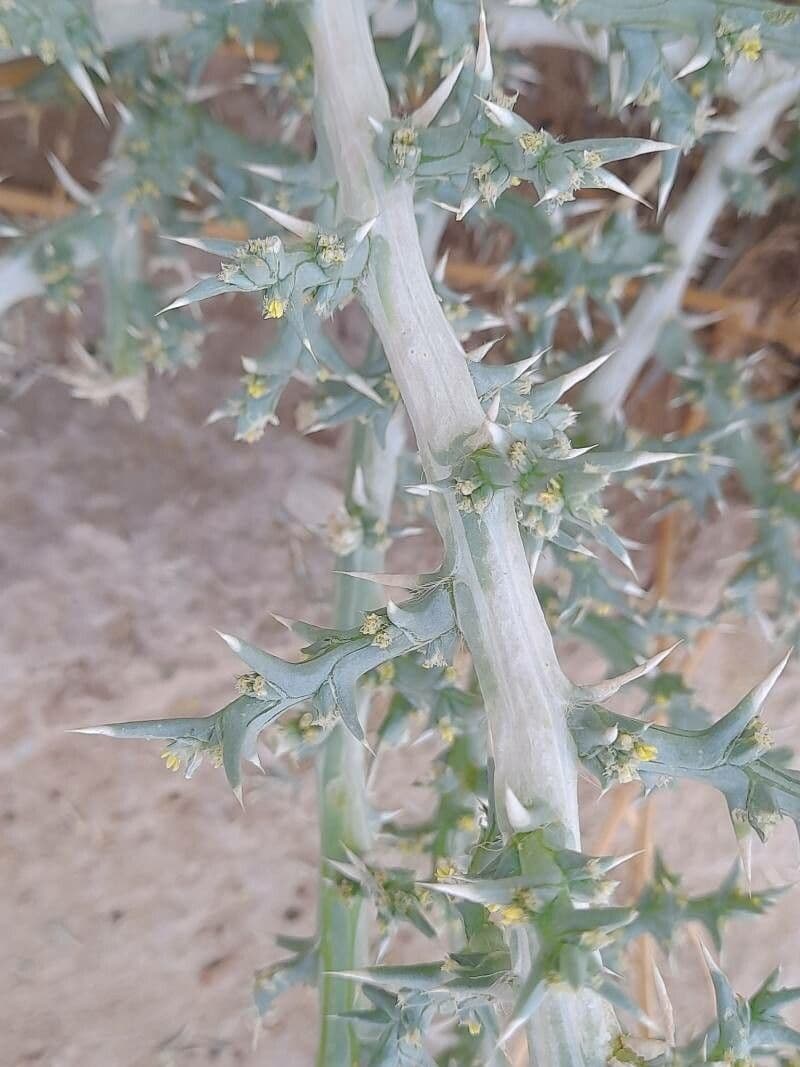 Cornulaca 18