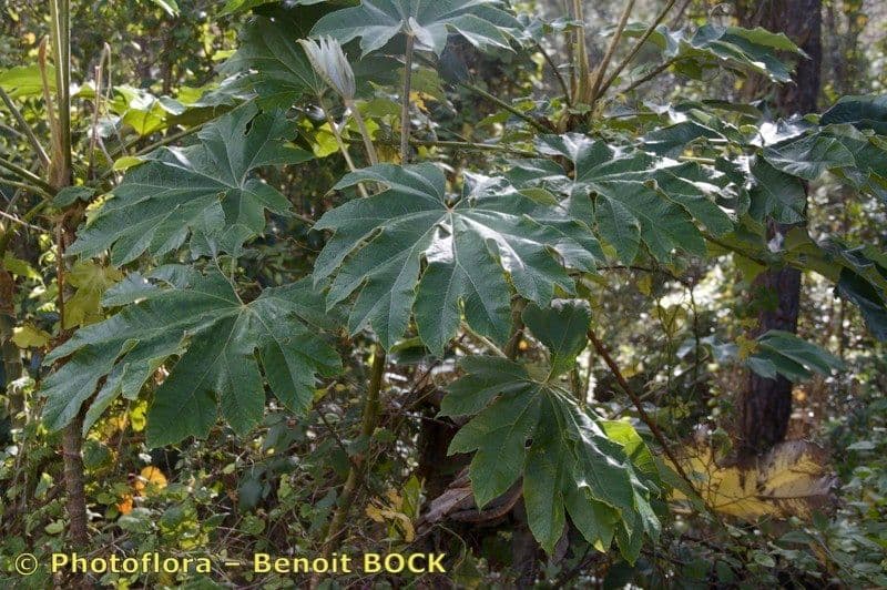 Tetrapanax papyrový 27