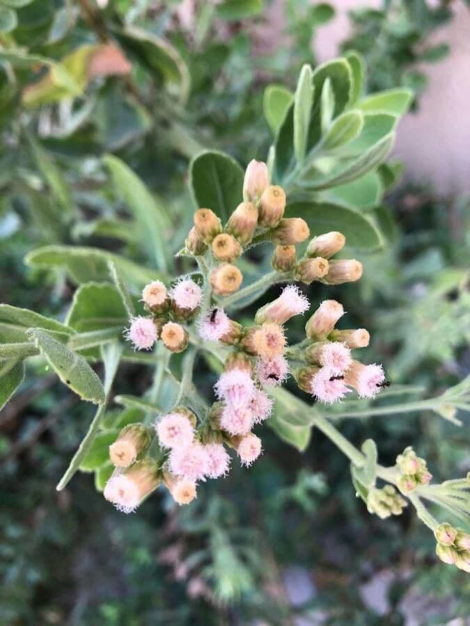 Pluchea indica