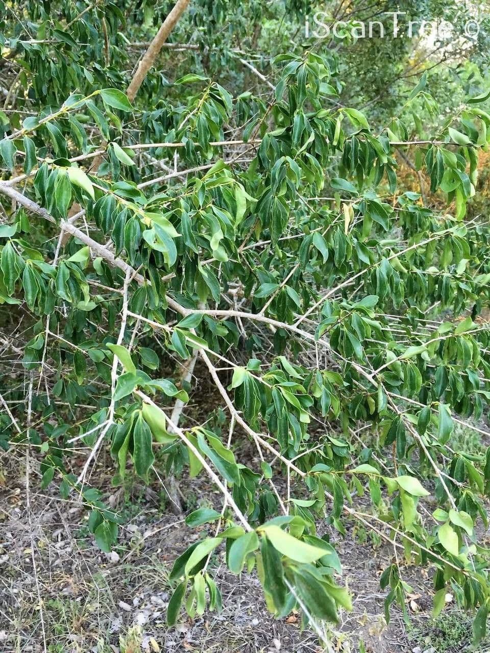 Kafferapfelsine 15
