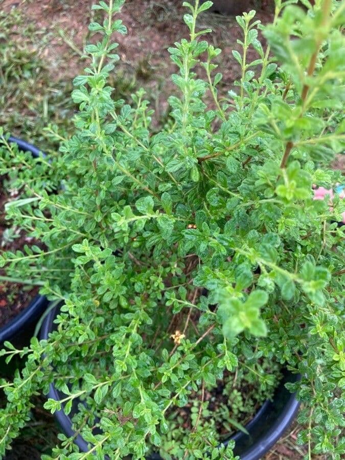 Lippia