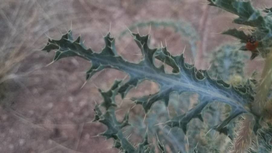 Stacheldistel 13