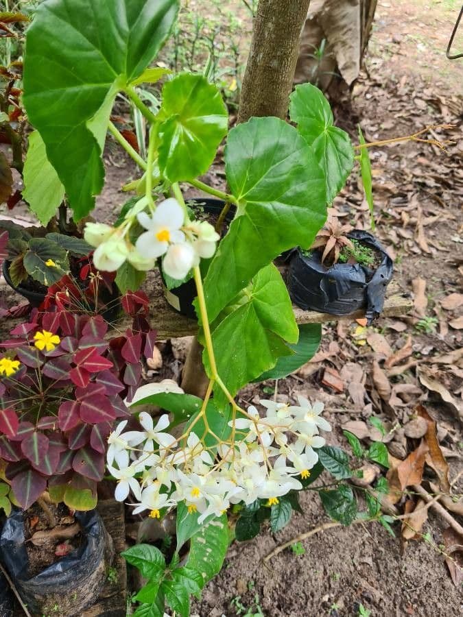 Begonia 9