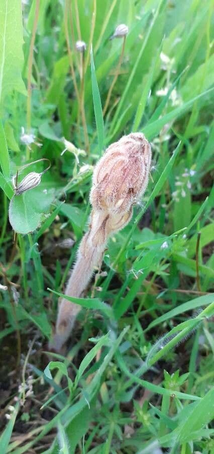 Succiamele minore 6
