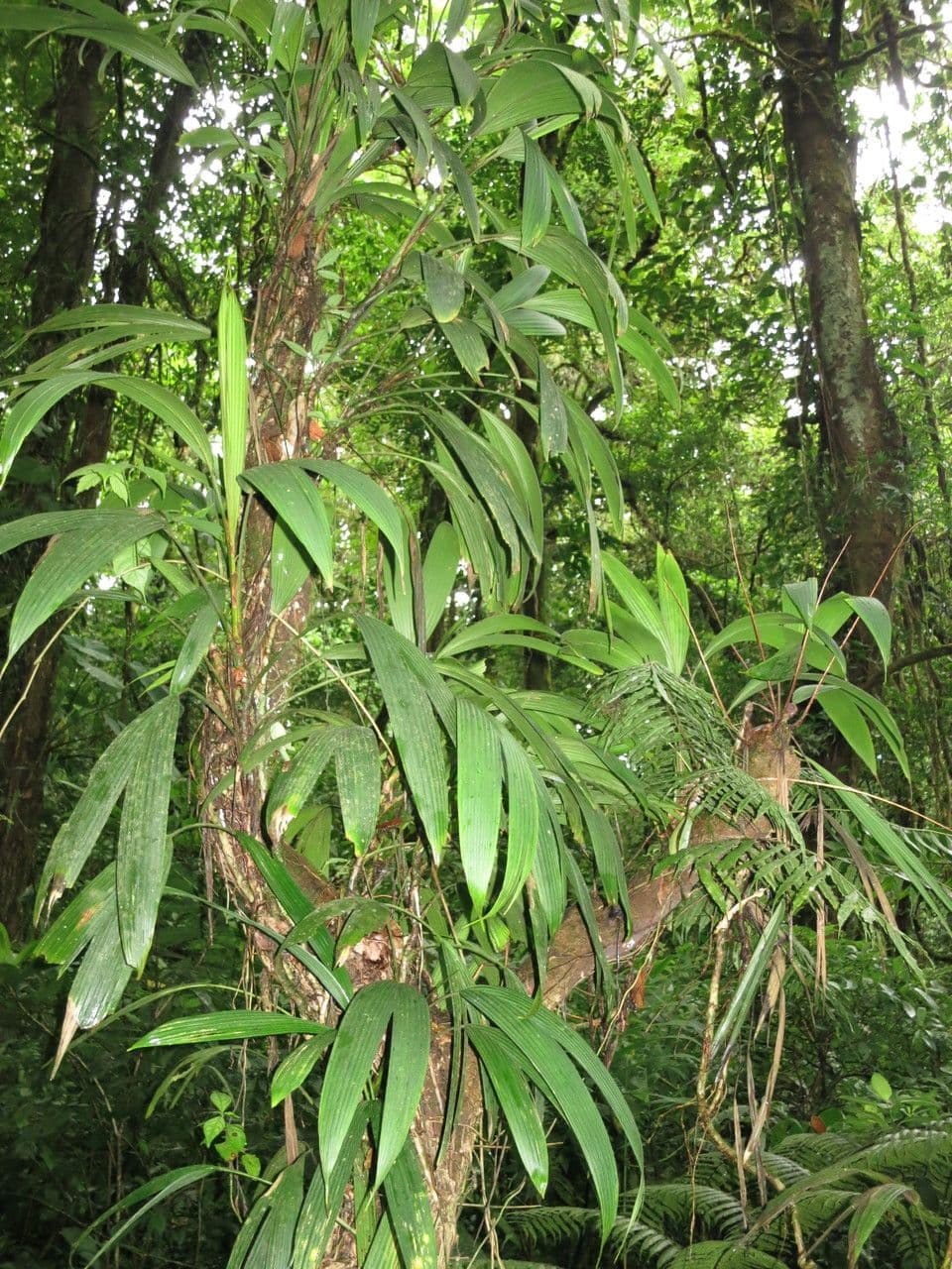 Evodianthus 12