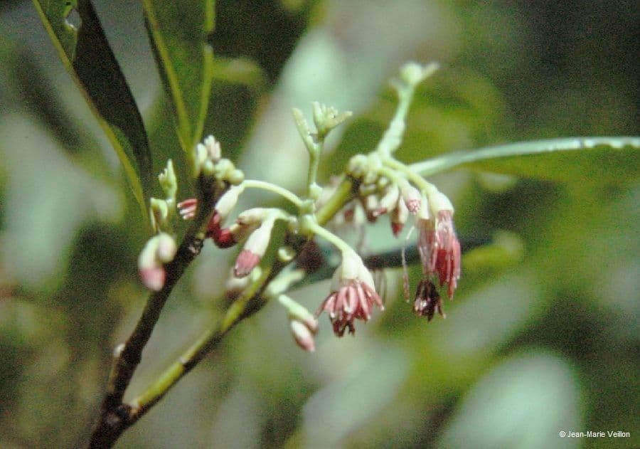 Nothofagus