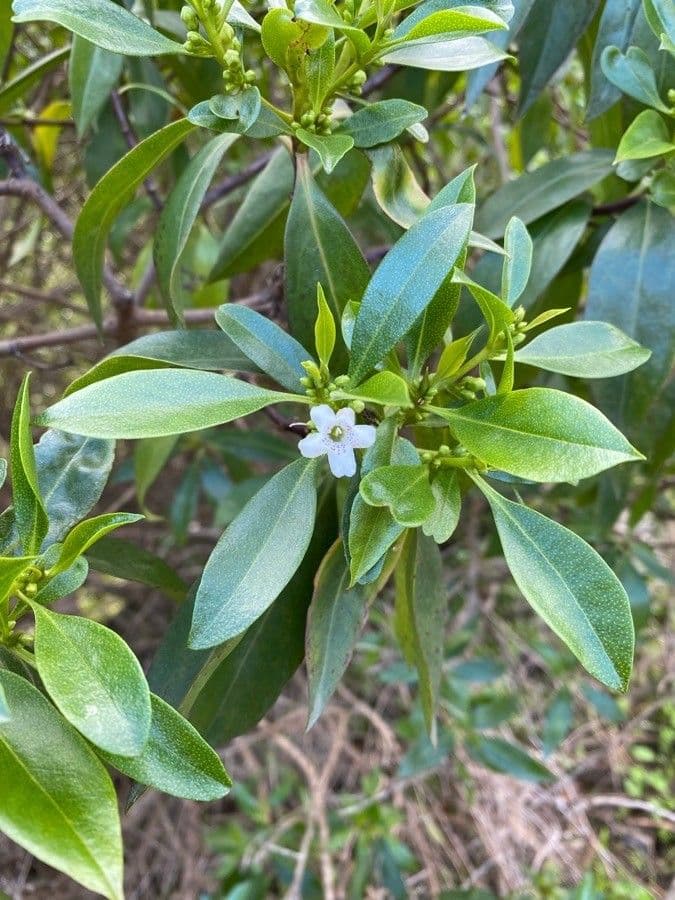 Myoporum laetum 18