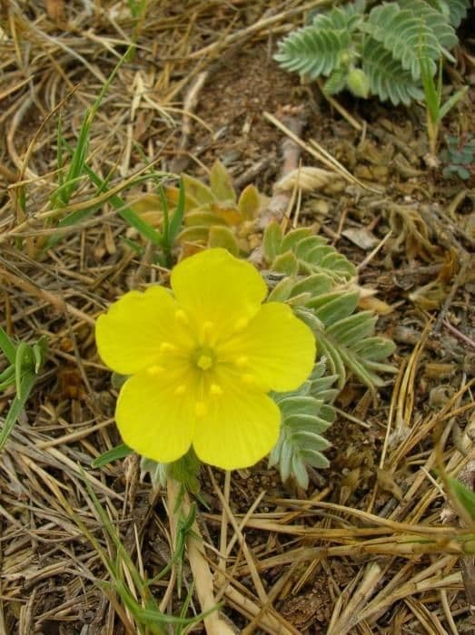 Tribolo cistoide 8
