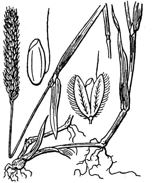 Marsh foxtail 28