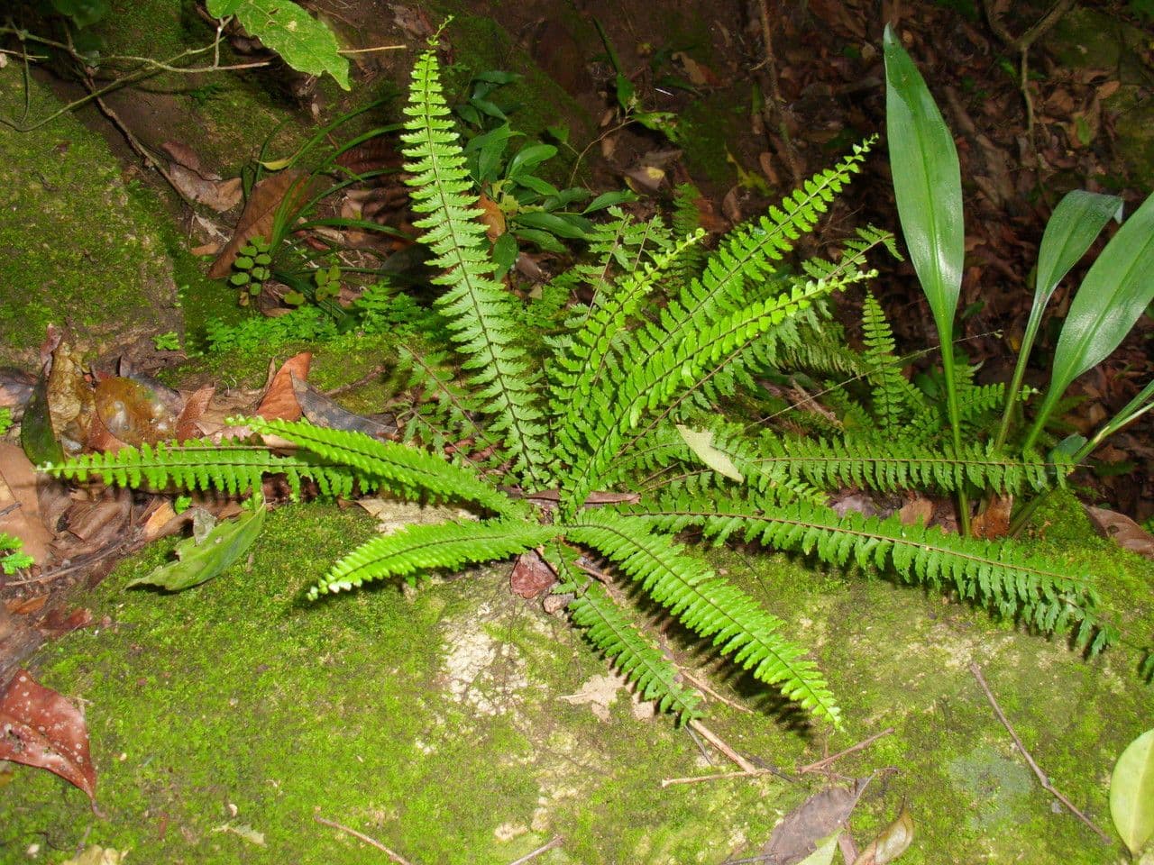 Asplénium élégant 3