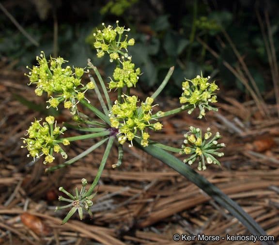 Lomatium 5