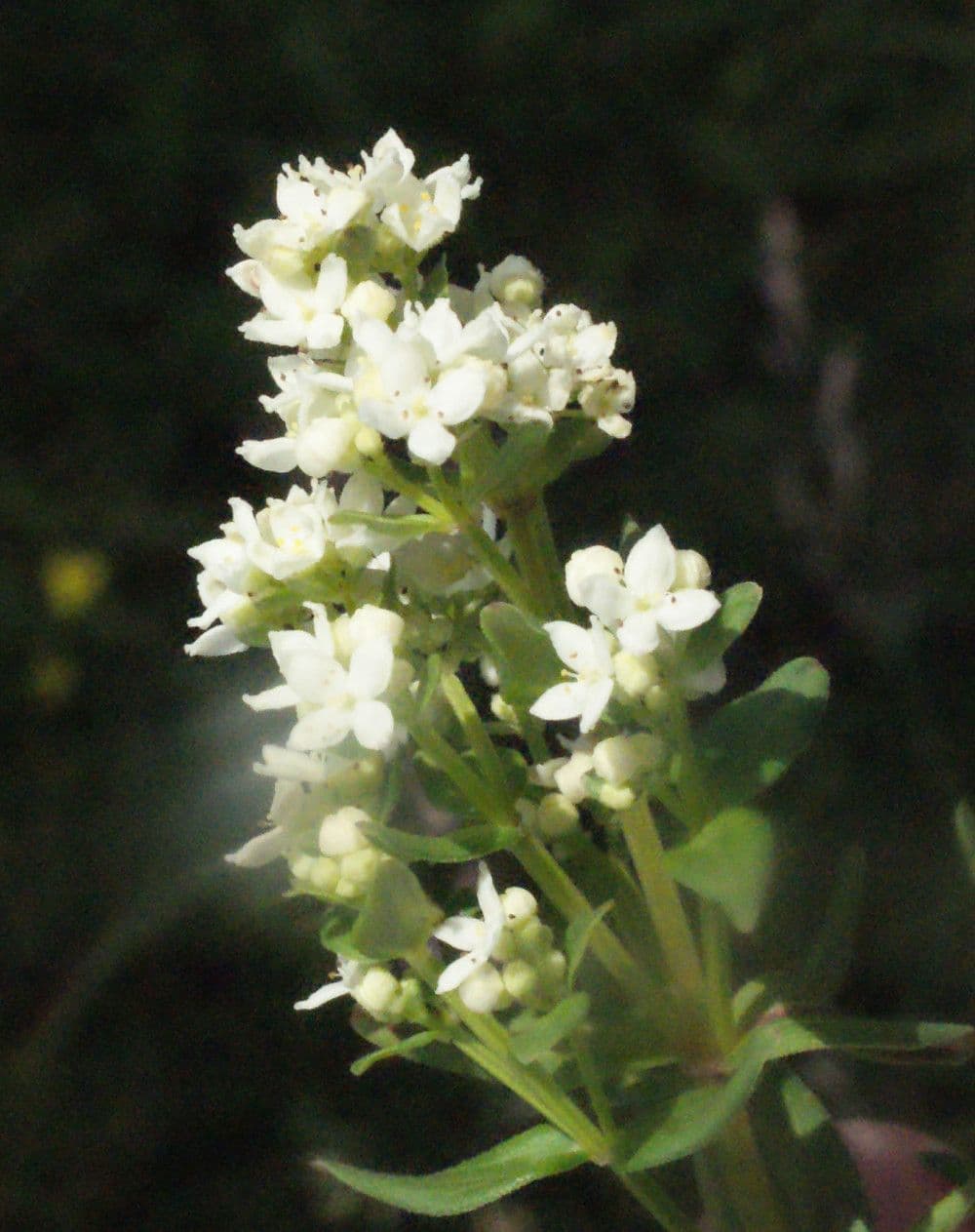 Caglio boreale 22