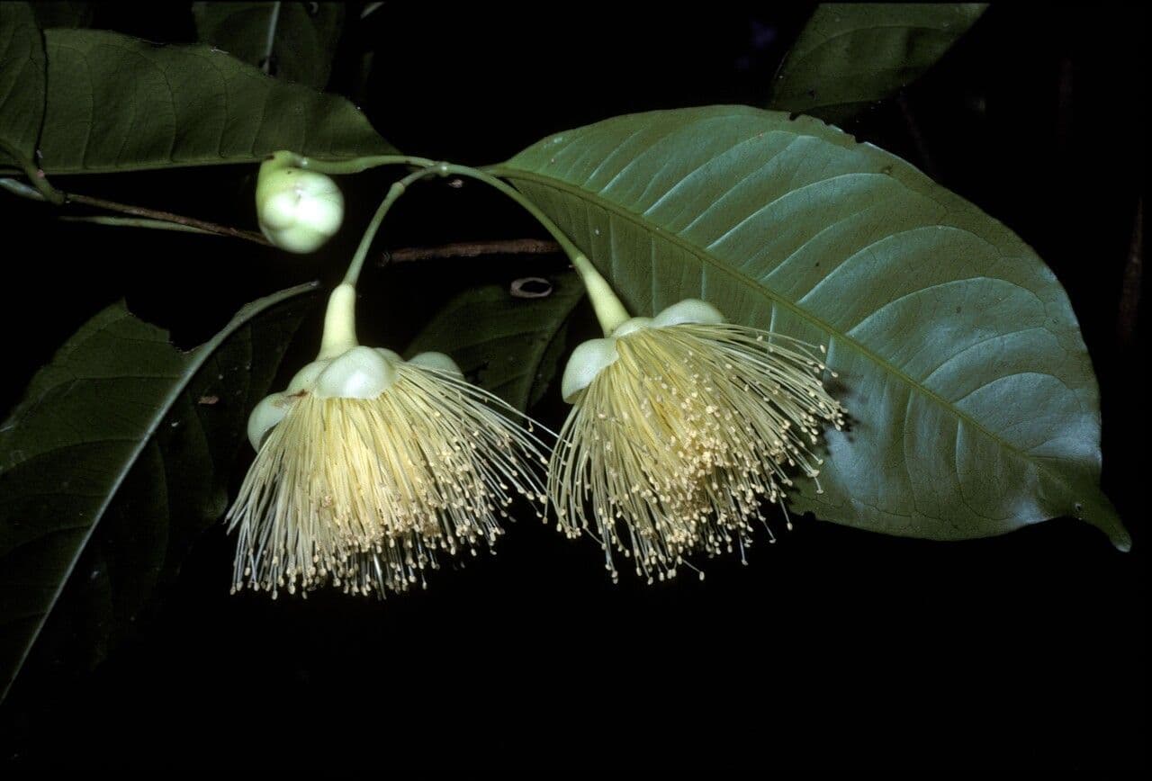 Syzygium 3