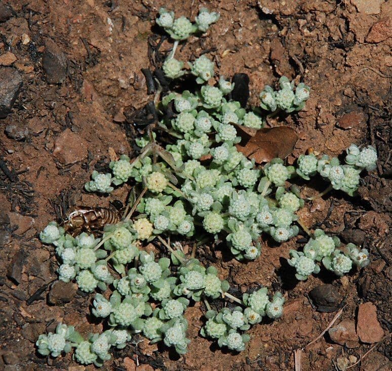 Psilocarphus 10