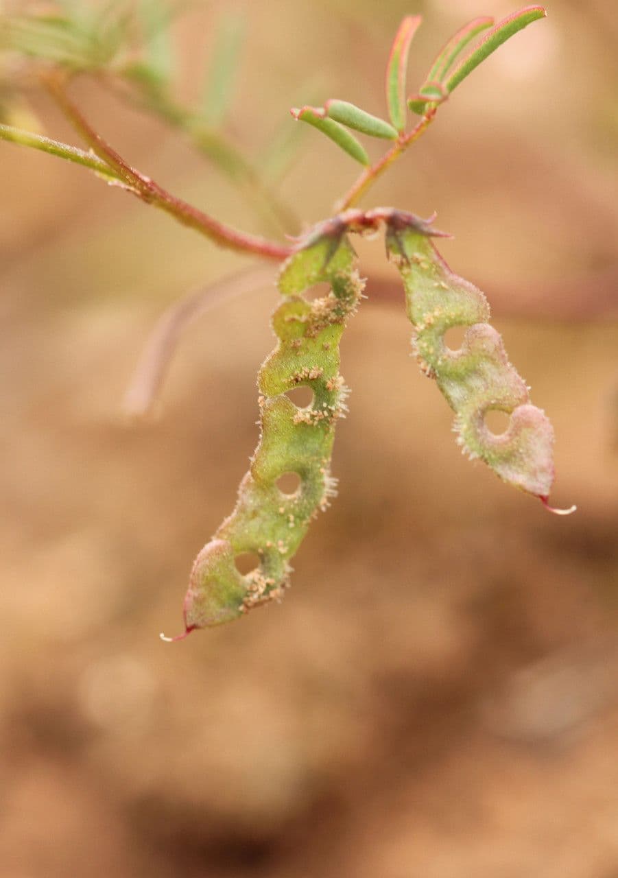 Ipocrepidi ciliata 2
