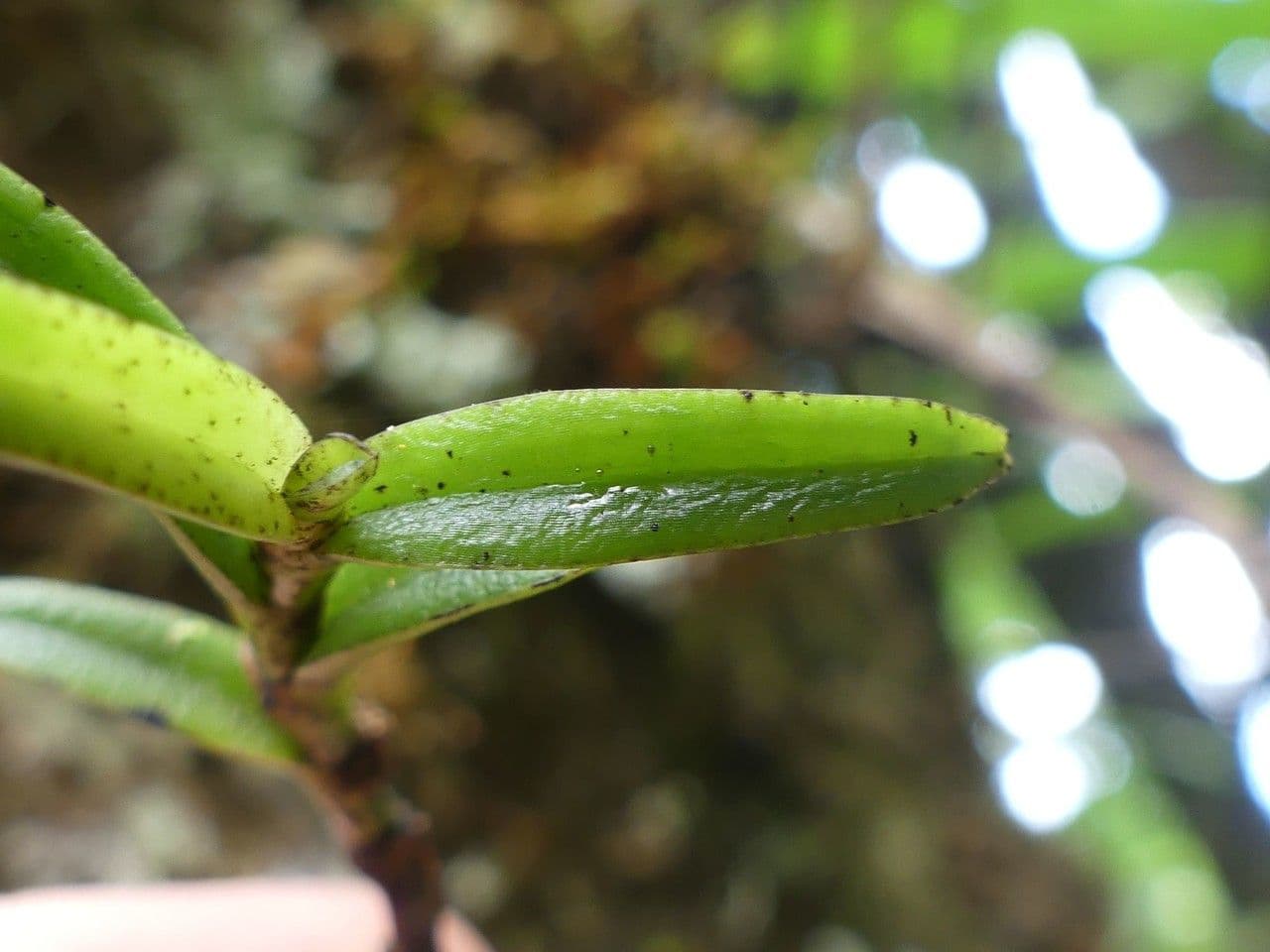 Angraecum 19