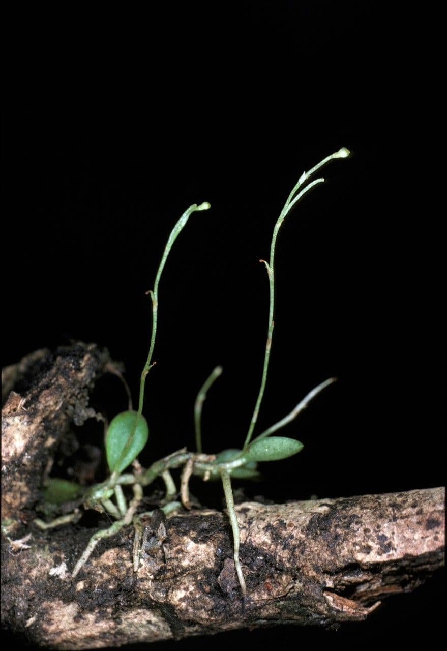 Platystele 3