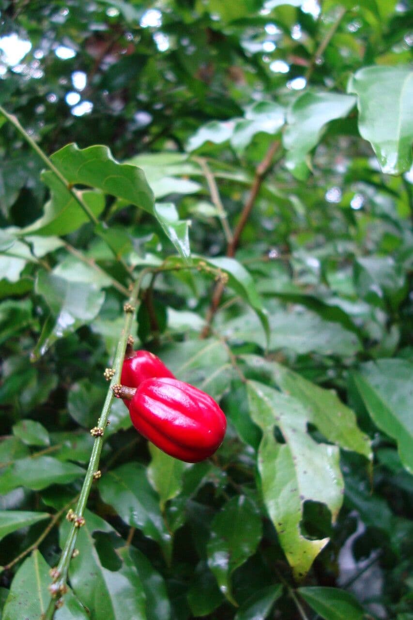 Picramnia