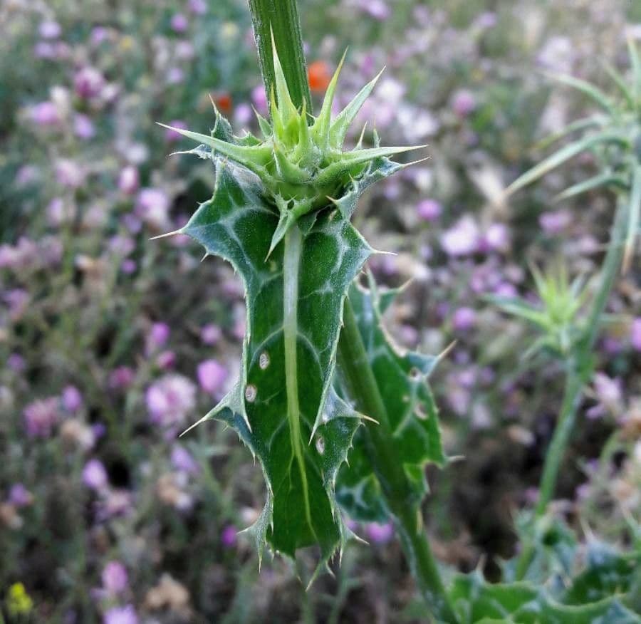 Mariendistel 18