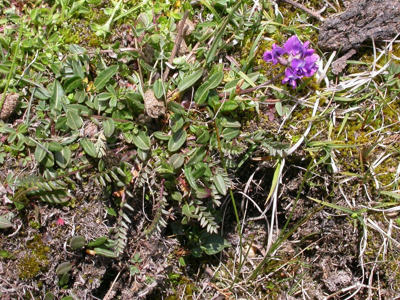 Astragalo