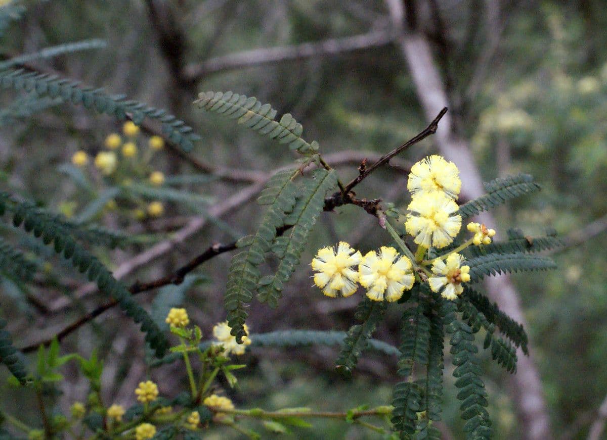 Acacia 2