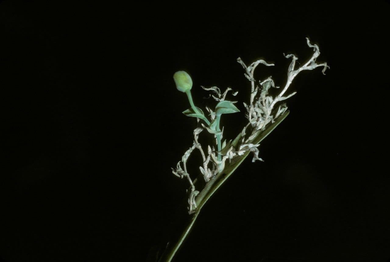 Lockhartia 3