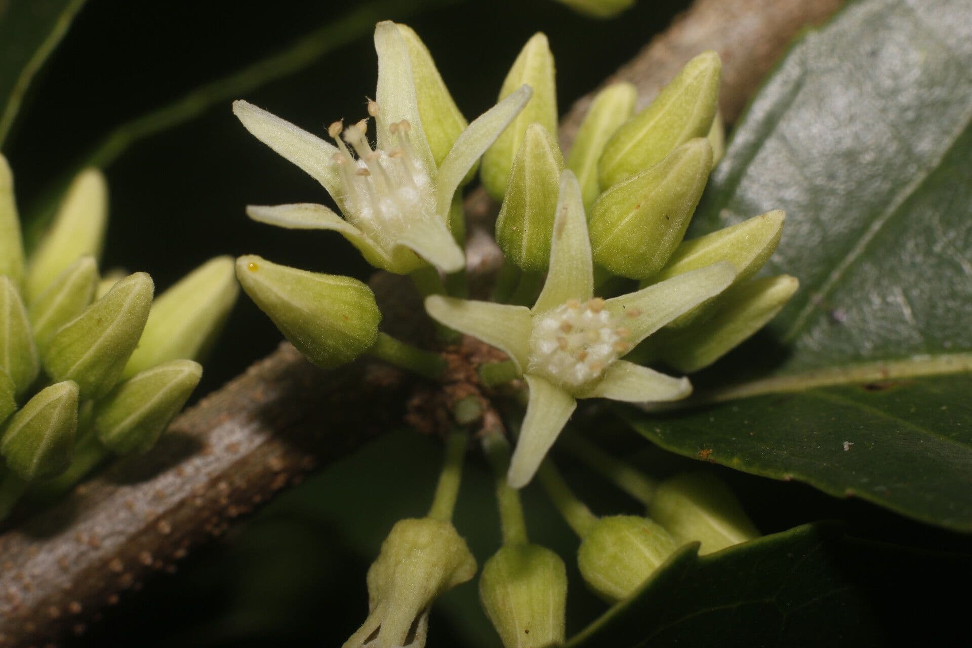 Casearia 10