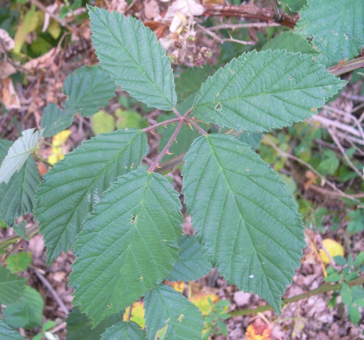 Rovo 3