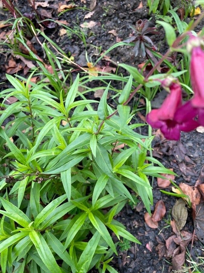 Penstemon barbato 16