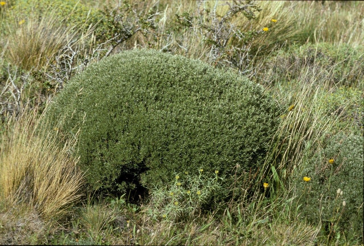 Anarthrophyllum