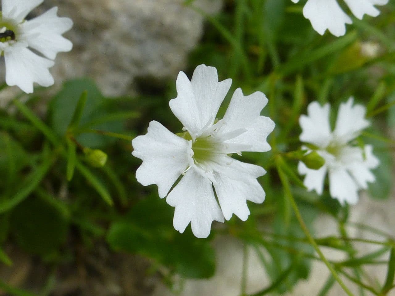 Silene pusilla 4