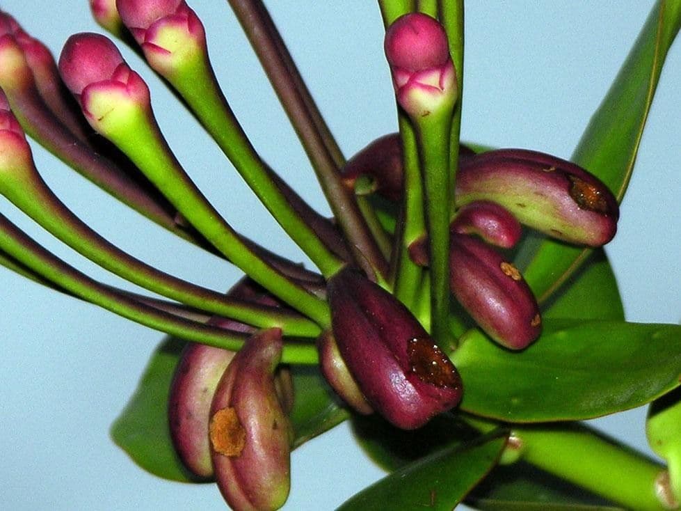 Marcgraviastrum 3