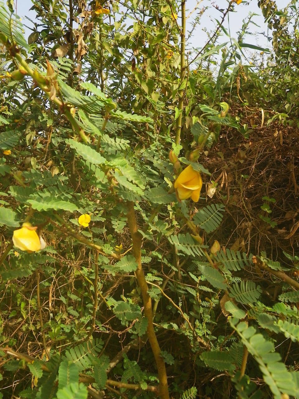 Aeschynomene 9