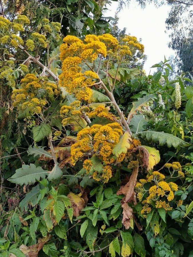 Senecione 6