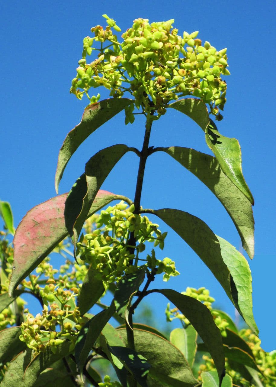 Euonymus myrianthus 2