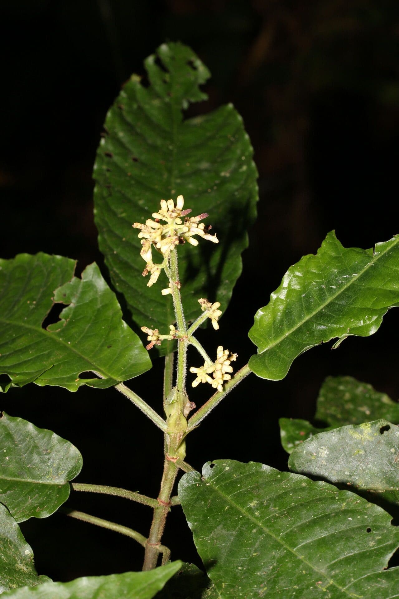 Psychotria 6