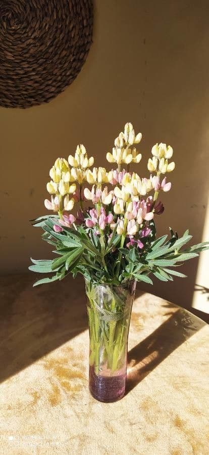 Dichtblütige Lupine 5