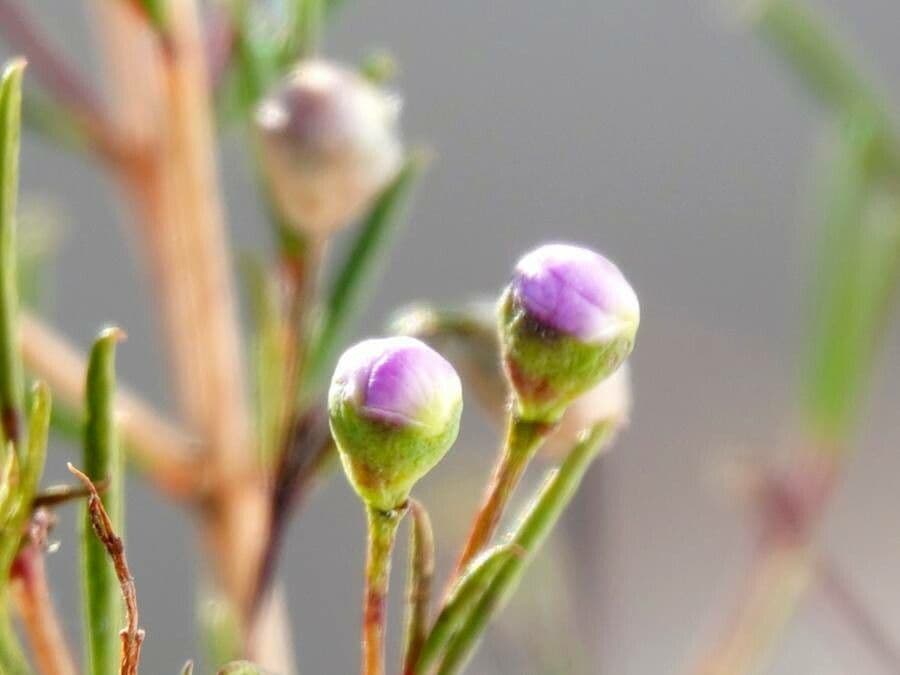 Chamelaucium uncinatum 17