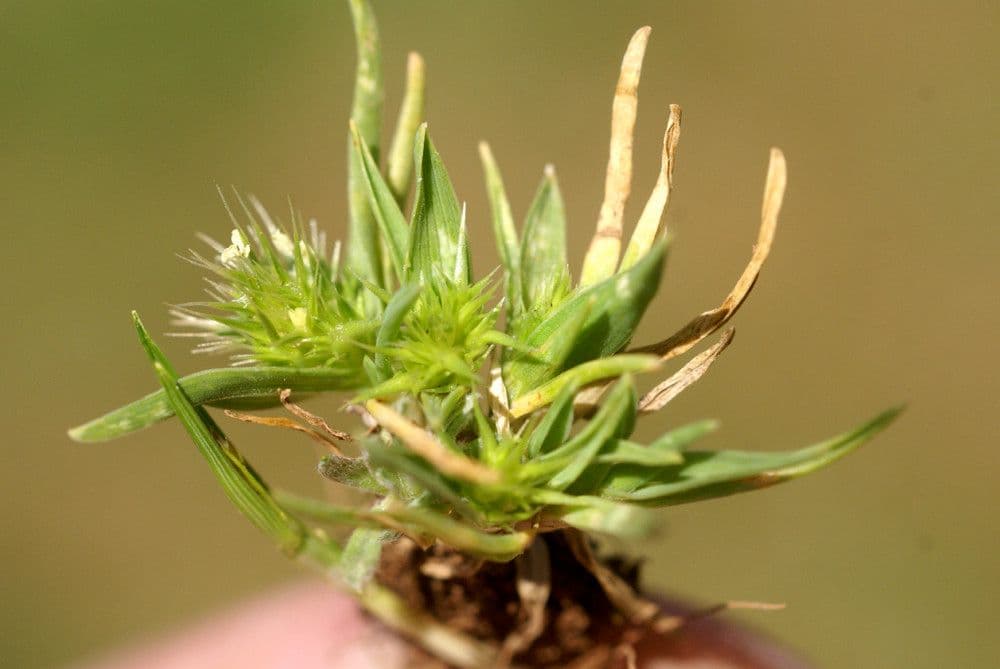 Echinaria capitata 25