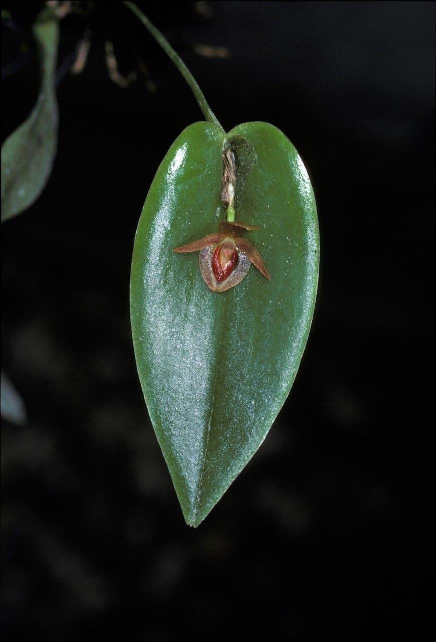 Pleurothallis