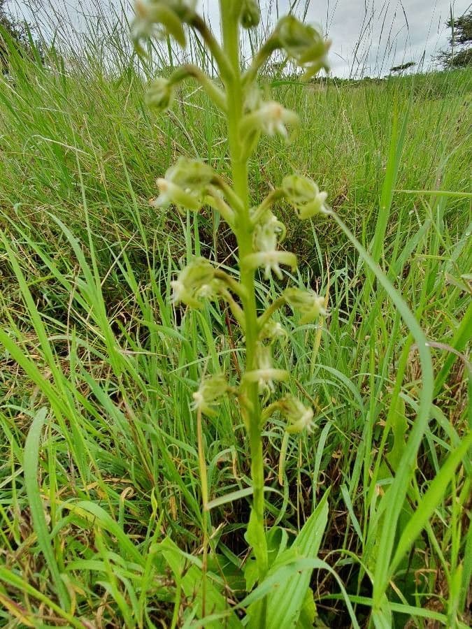 Habenaria 8