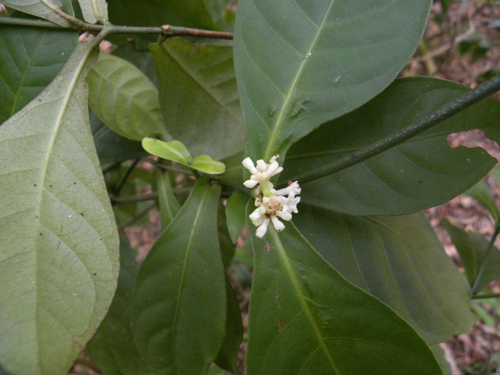 Psychotria 8