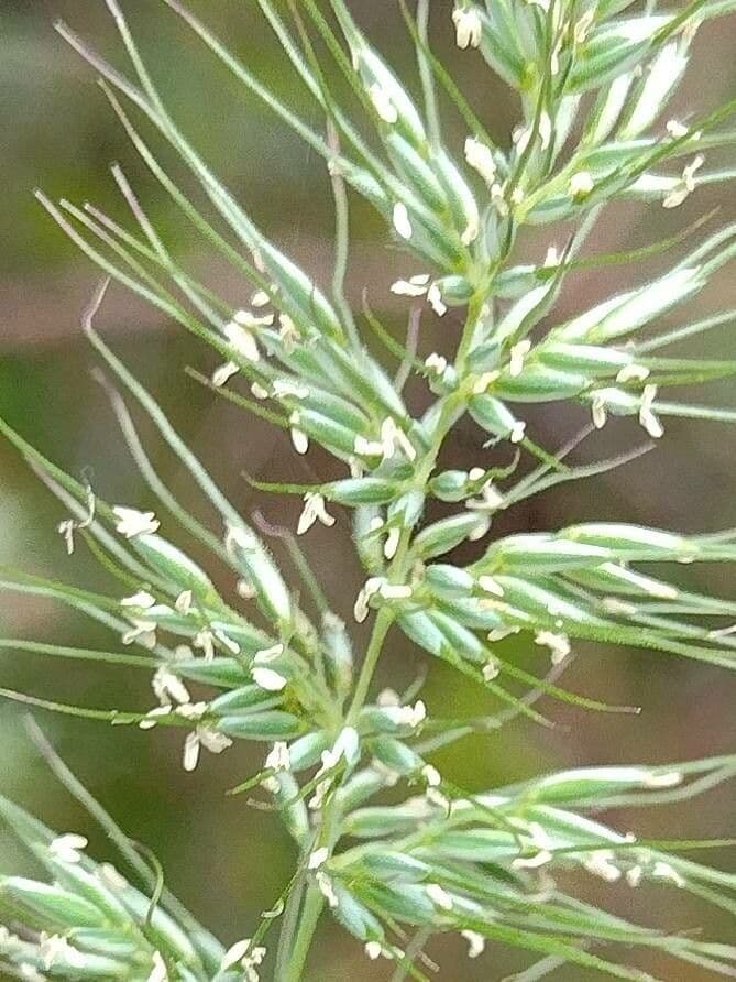 Herbe hérisson cespiteuse 2
