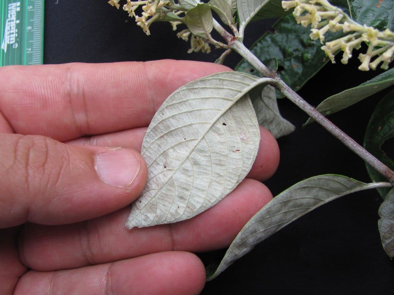 Arachnothryx buddlejovitý 17